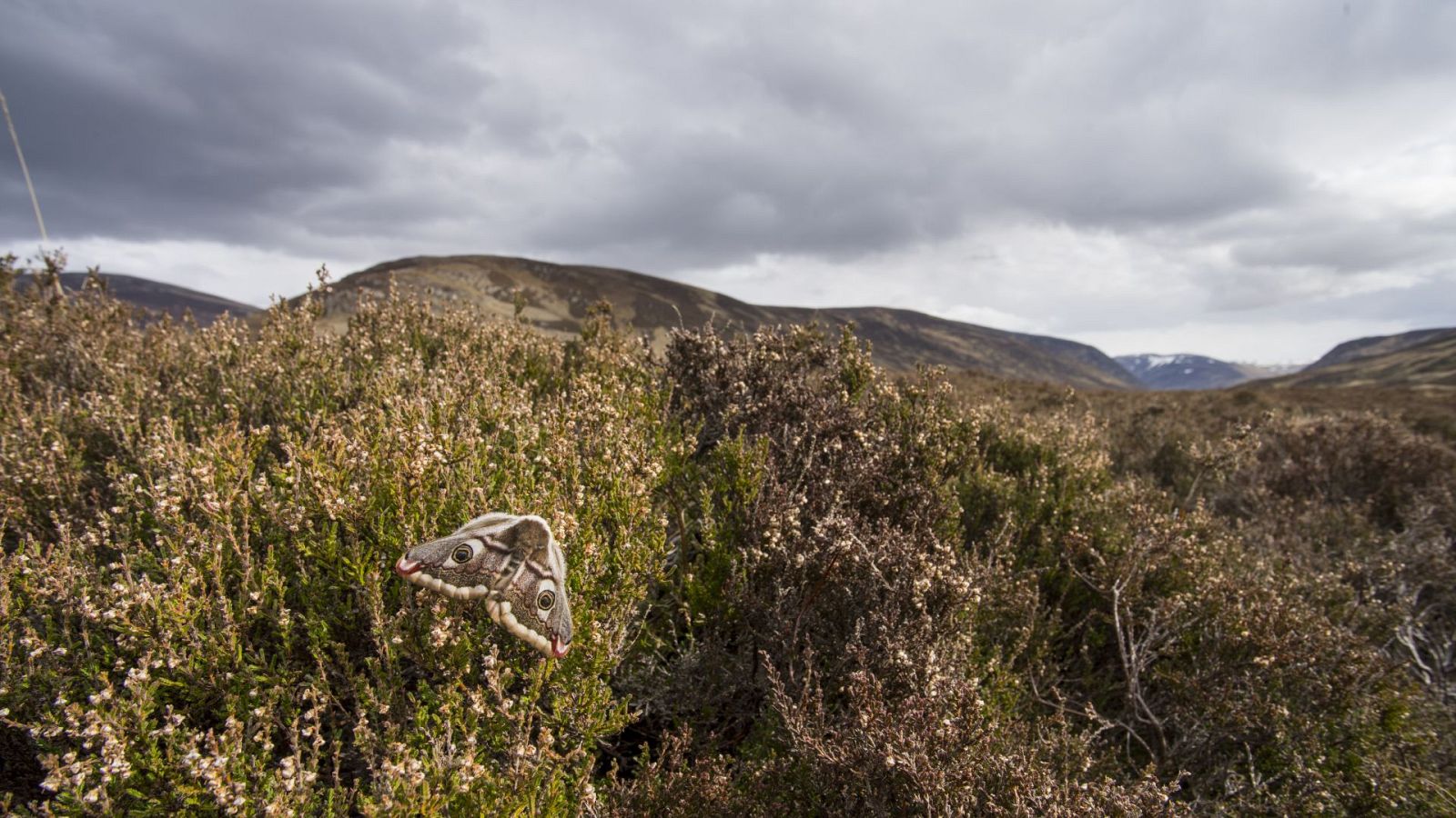 Escocia. Un año salvaje - Episodio 1: Primavera - ver ahora