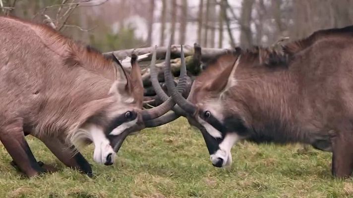 Aquí la Tierra - Una "pequeña África" en Reino Unido