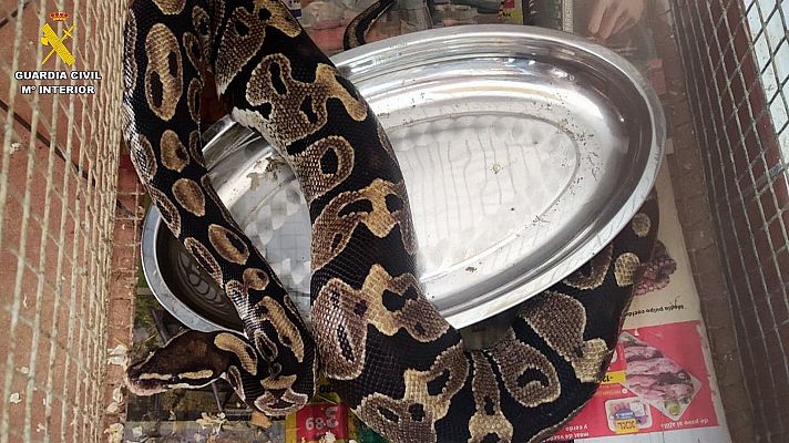 Rescatados cerca de 200 animales en una operación contra el tráfico de especies protegidas