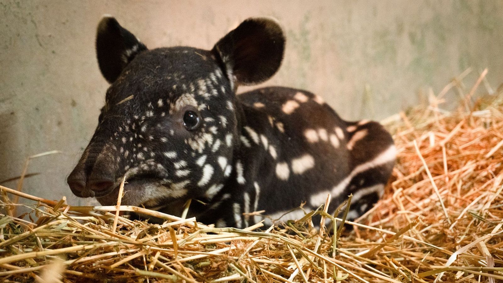 Nace la primera cría de tapir malayo en España - Informativo 24h | Ver