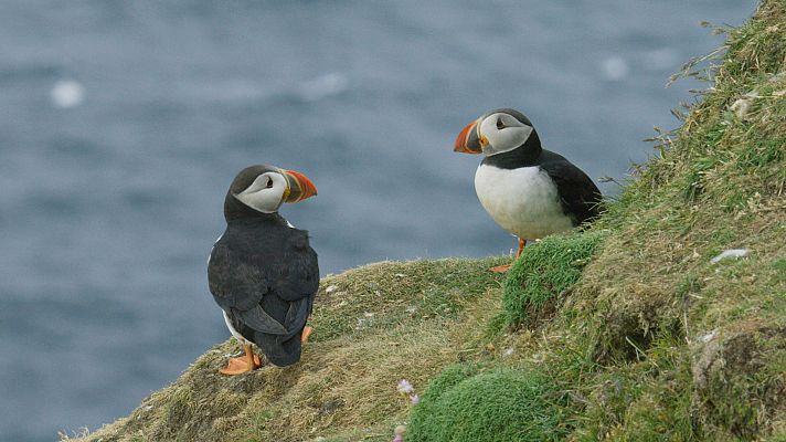 Escocia. Un año salvaje - Verano