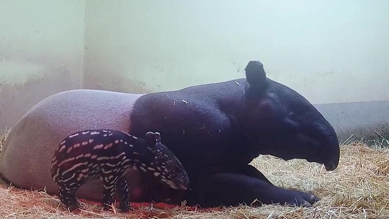¿Alguna vez has visto una cría de tapir?
