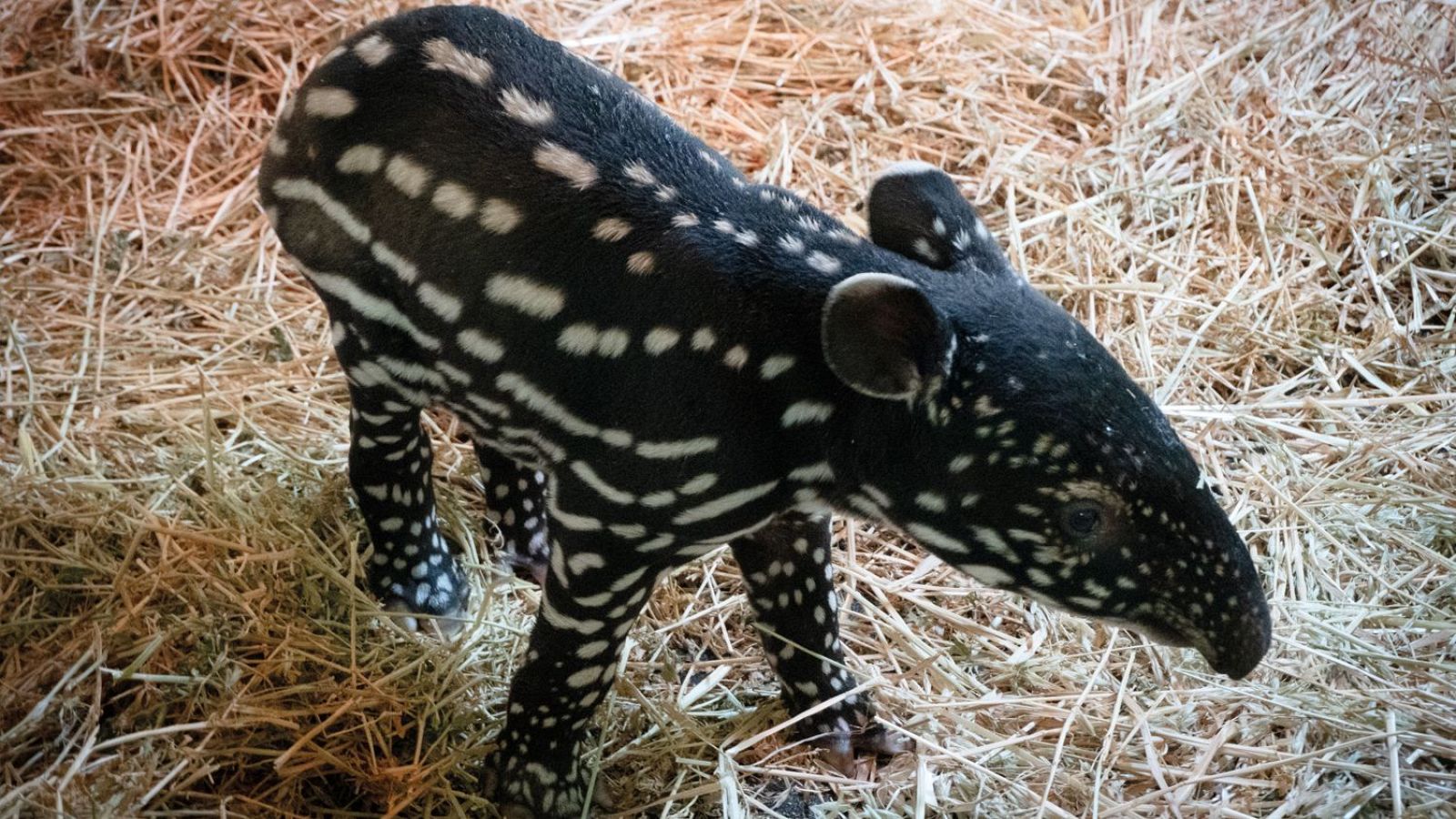 Nacimiento histórico de una cría de tapir malayo en España - La tarde en 24h | Ver
