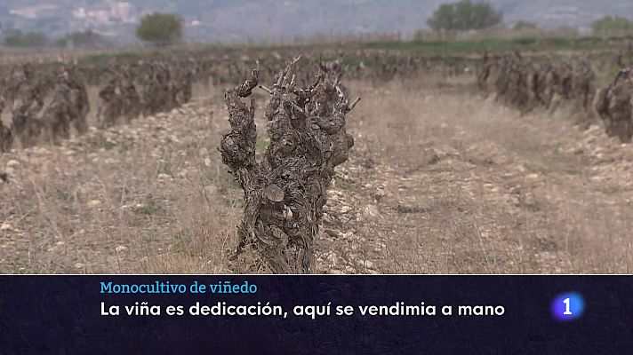 Informativo Telerioja - Informativo Telerioja - 03-04-2025