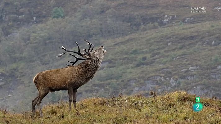 Som Documentals - Escòcia, un any salvatge. La tardor
