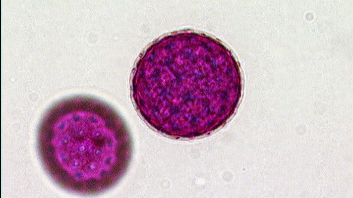 El escarabajo verde - El poder de lo diminuto