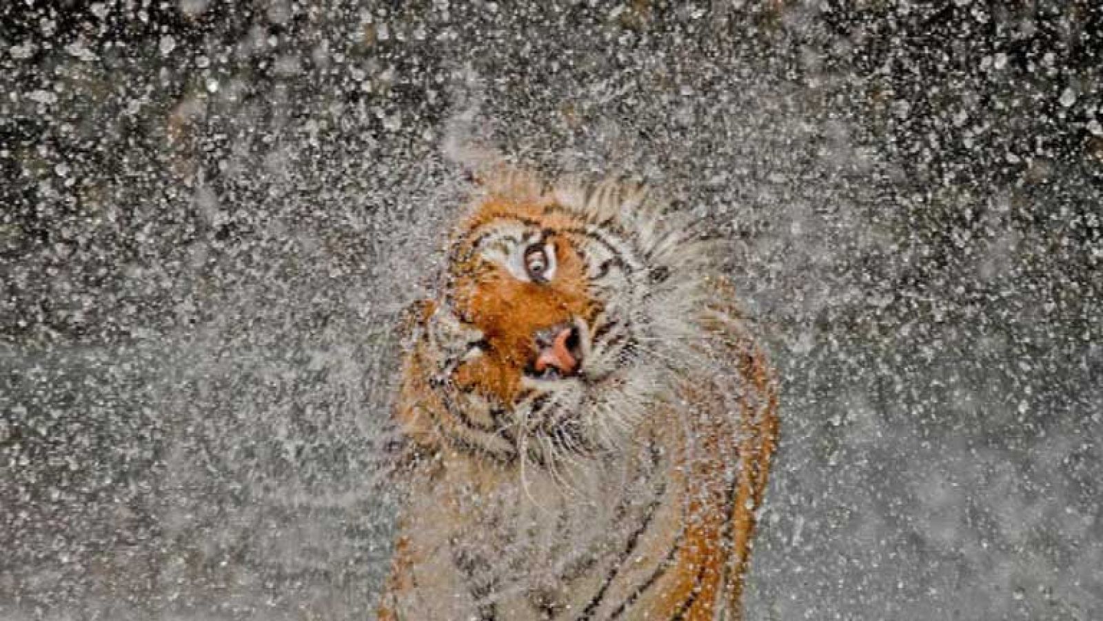 Concurso fotográfico anual National Geographic