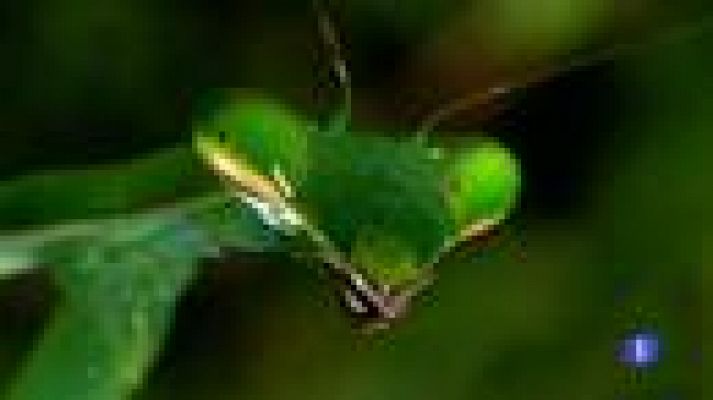 Telediario 1 - Concurso fotos National Geographic