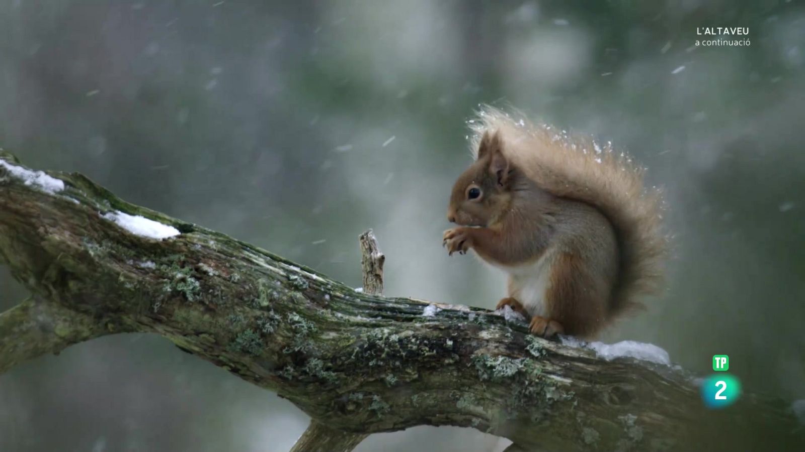 Grans documentals - Escòcia, un any salvatge. Hivern - Veure Ara