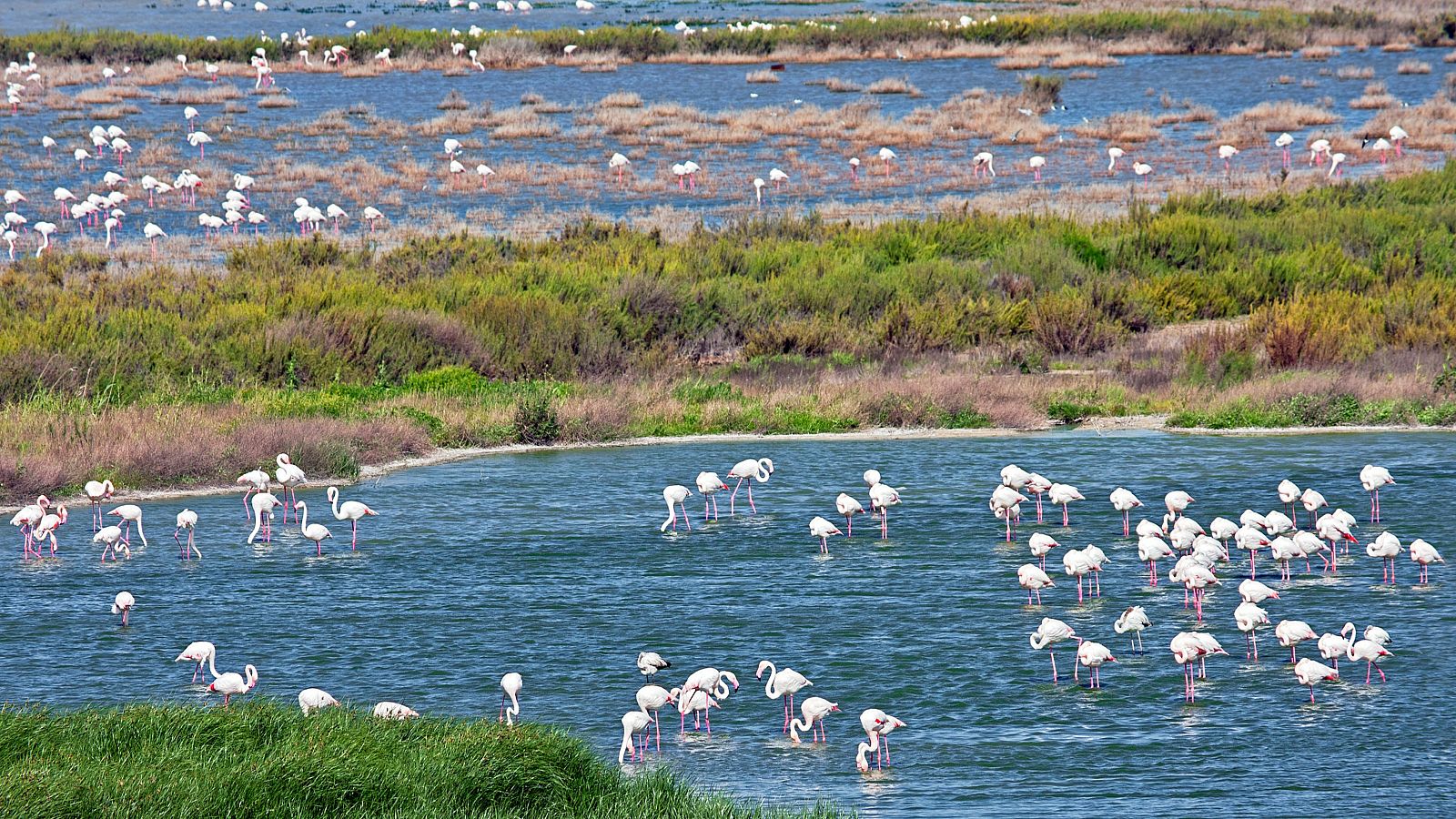 Regresan los flamencos a Fuente de Piedra, en Málaga - La tarde en 24h | Ver