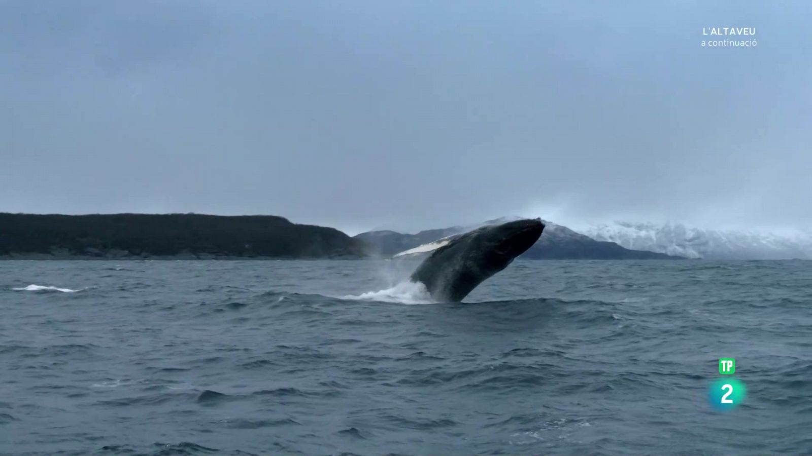 Atlàntic nord. L'oceà fosc. Explorant la foscor - Grans documentals