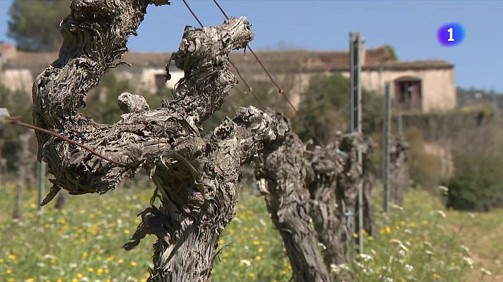 L'Informatiu - Altres zones més castigades com alguns municipis de l'Alt Empordà i del Baix Camp encara continuen en alerta