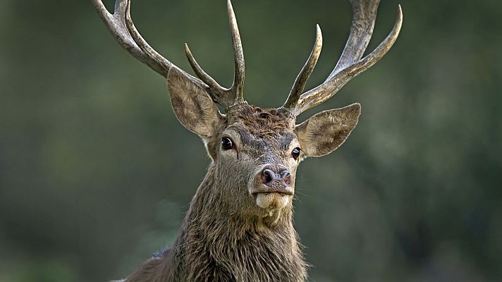 Somos documentales - Tautavel, la vida en Europa antes del hombre Neandertal - ver ahora
