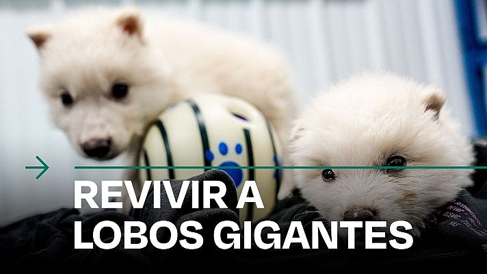 Modo Digital - Lobos creados con embriones modificados y ADN de hace miles de años