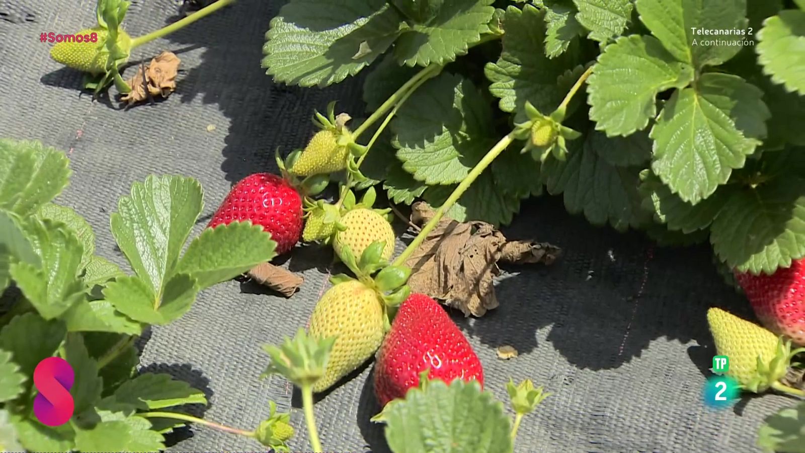 Somos 8 - 08/04/2025 - Somos 8 | Ver