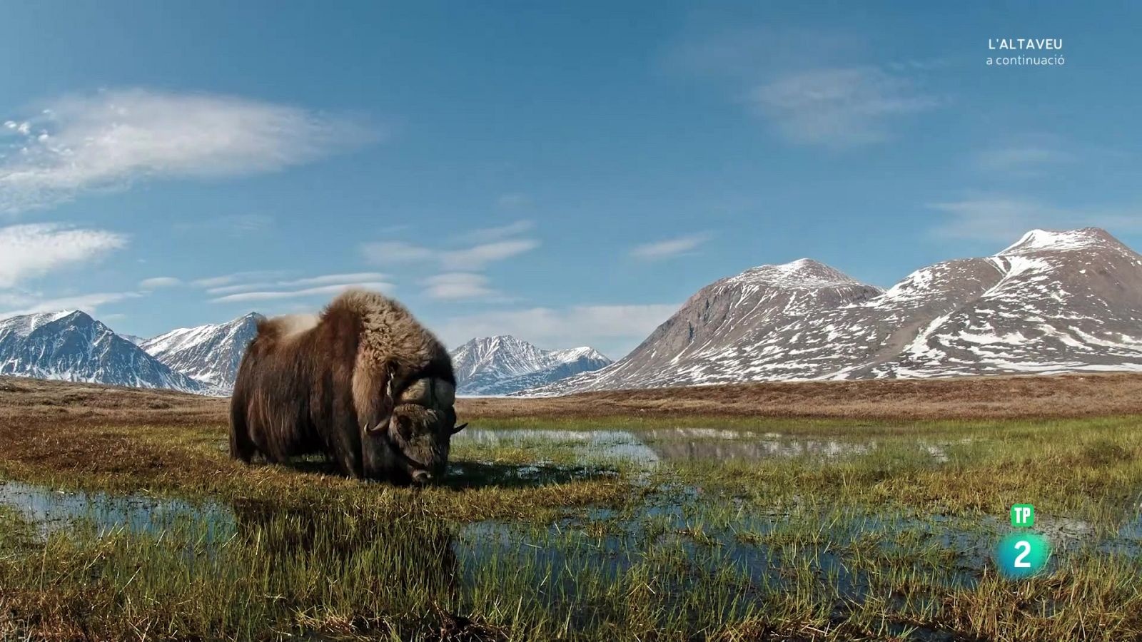 Grans documentals - Planeta en perill : Episodi 1 - Veure Ara