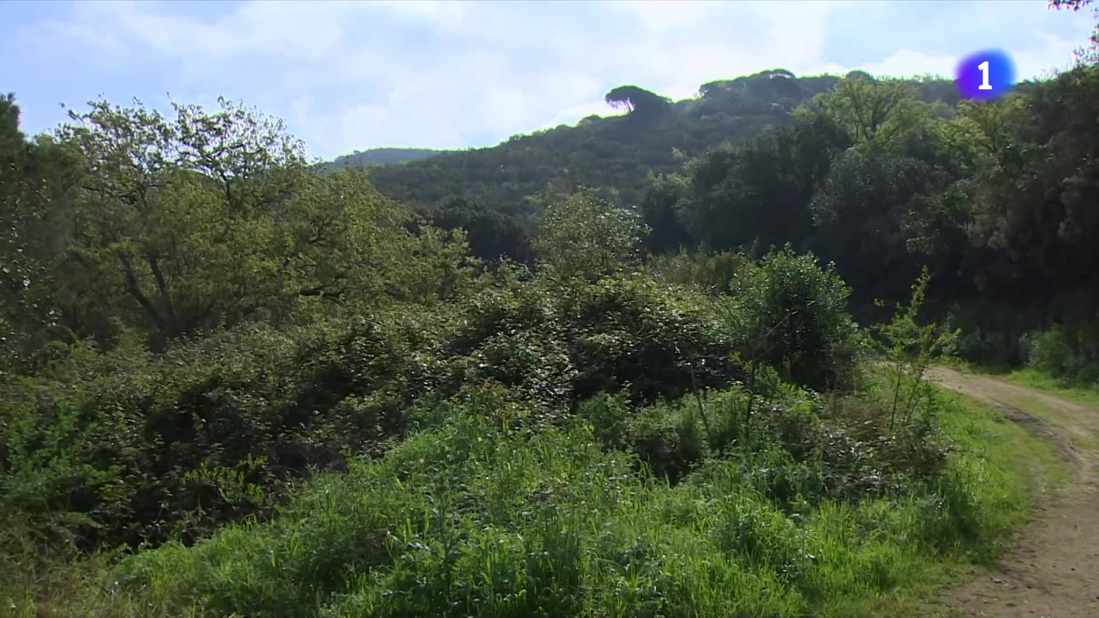 Com es troben els boscos arran de la sequera?