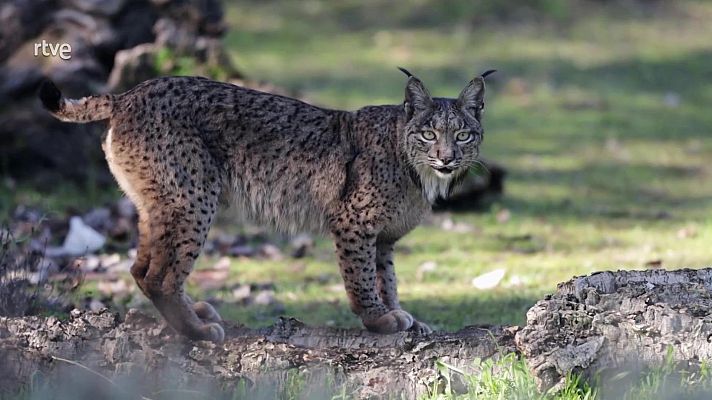 El escarabajo verde - Animales de primera y de segunda