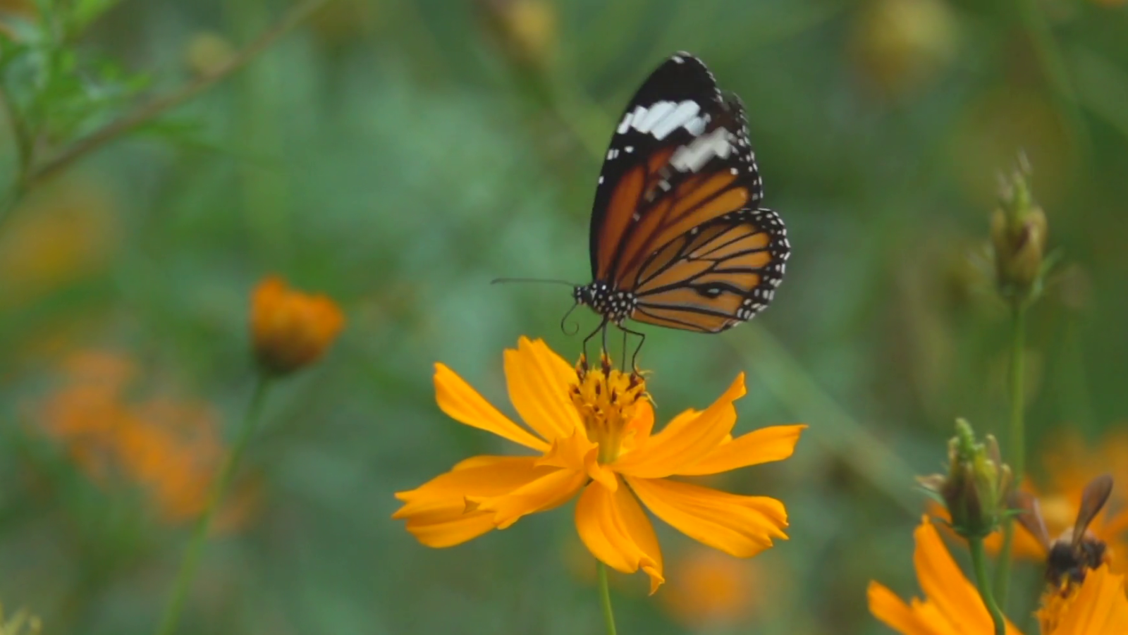 Día Internacional de la Madre Tierra | Ver