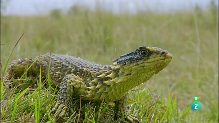 Som Documentals - Àfrica extrema. Les muntanyes del drac - Sobreviure al cim.