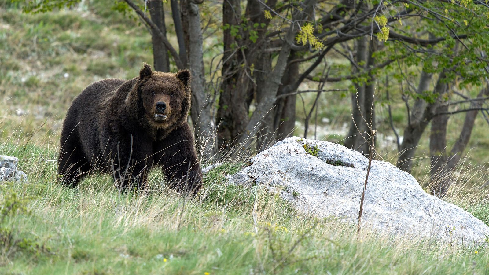 El gobierno asturiano indemnizará a una mujer atacada por un oso
