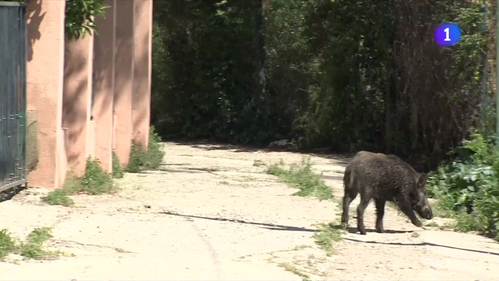 Els xocs amb animals van provocar 300 accidents a Catalunya l’any passat - L'Informatiu | Veure