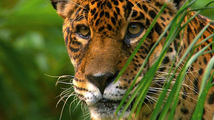 Somos documentales - Jaguar, el rey de la jungla - ver ahora