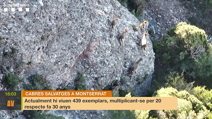L'altaveu - Cada cop hi ha més cabres salvatges a la muntanya de Montserrat