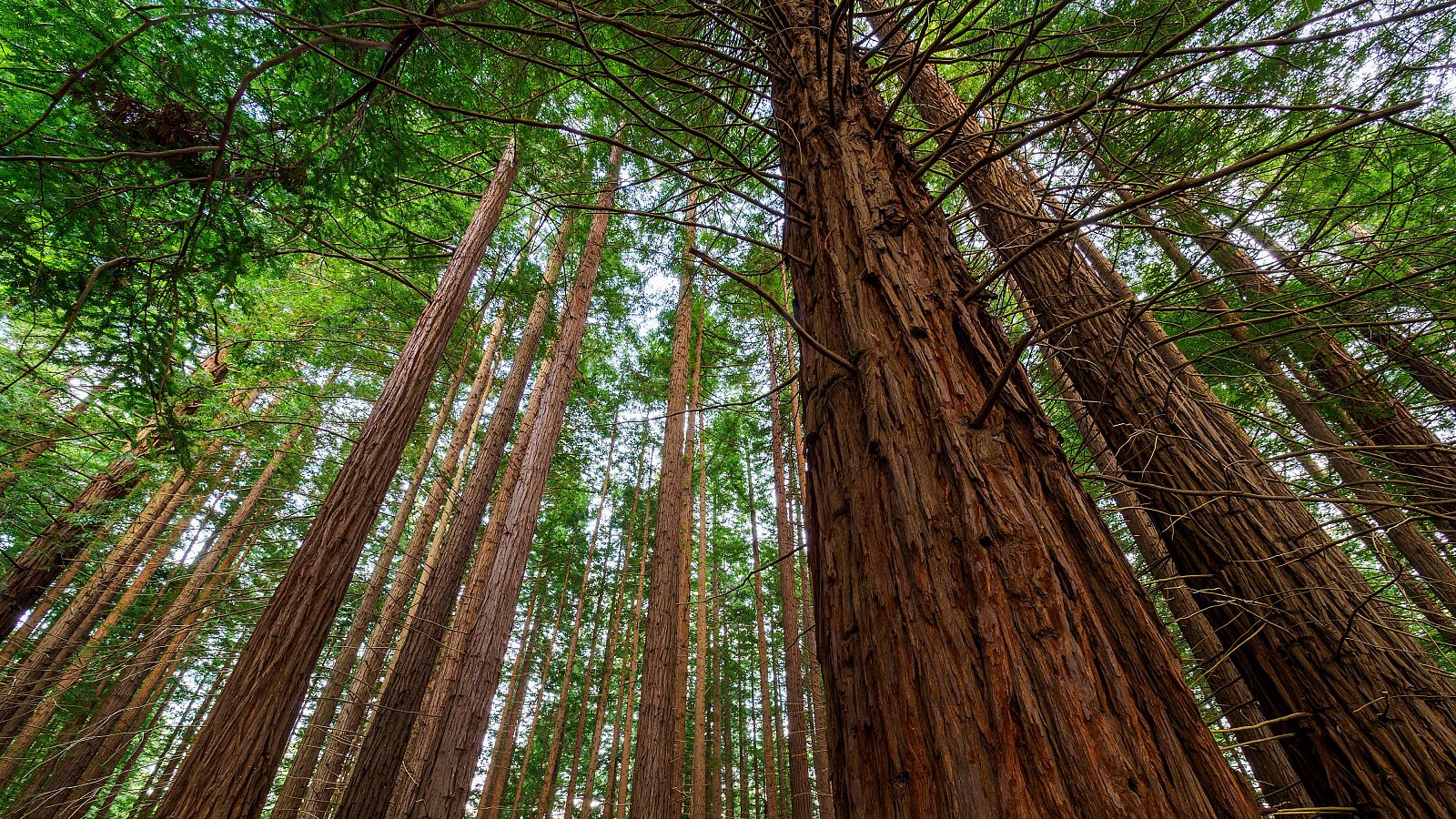 Las secuoyas del Monte Cabezón están dañadas por la afluencia - Informativo 24h | Ver