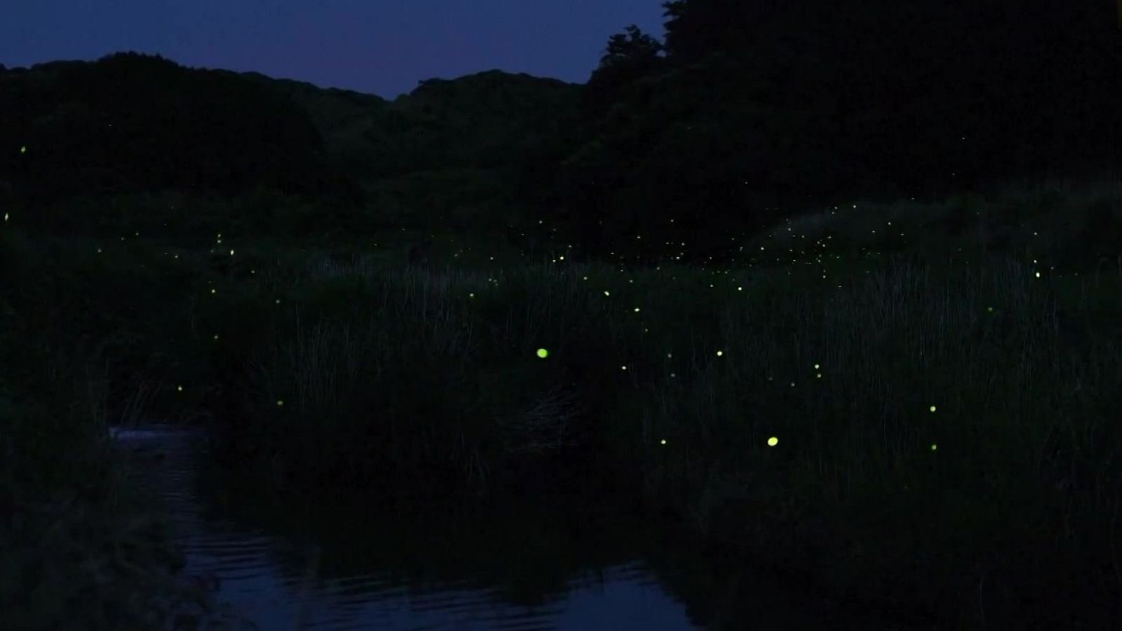 Romance de luciérnagas | Ver