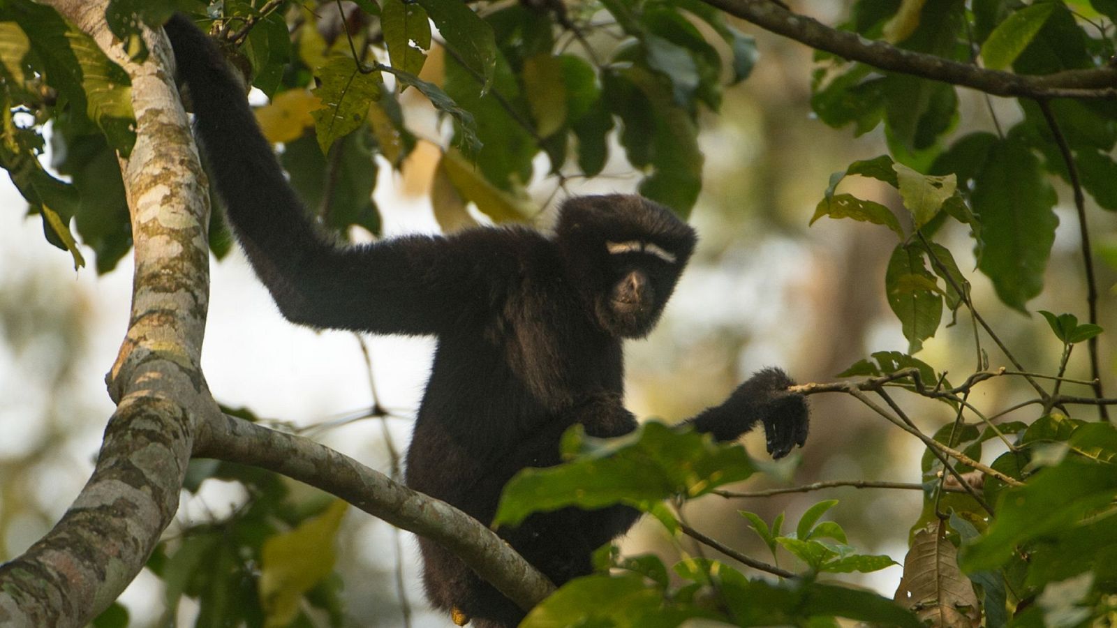 En la naturaleza India - Episodio 1: Gibón en crecimiento - ver ahora