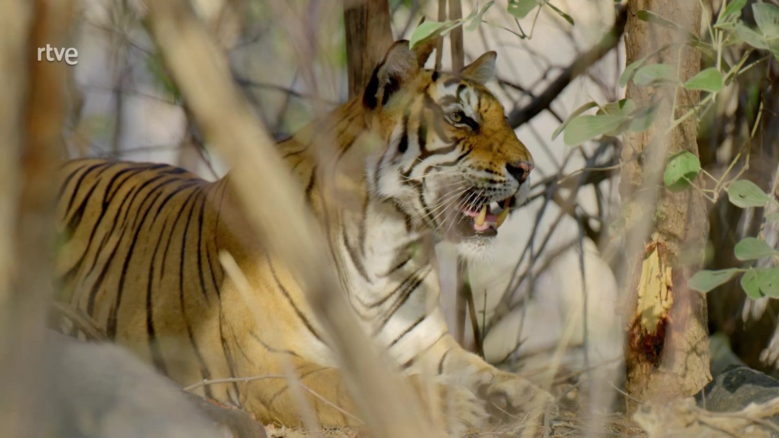 En la naturaleza India - Episodio 2: Rana, reina de la selva - ver ahora