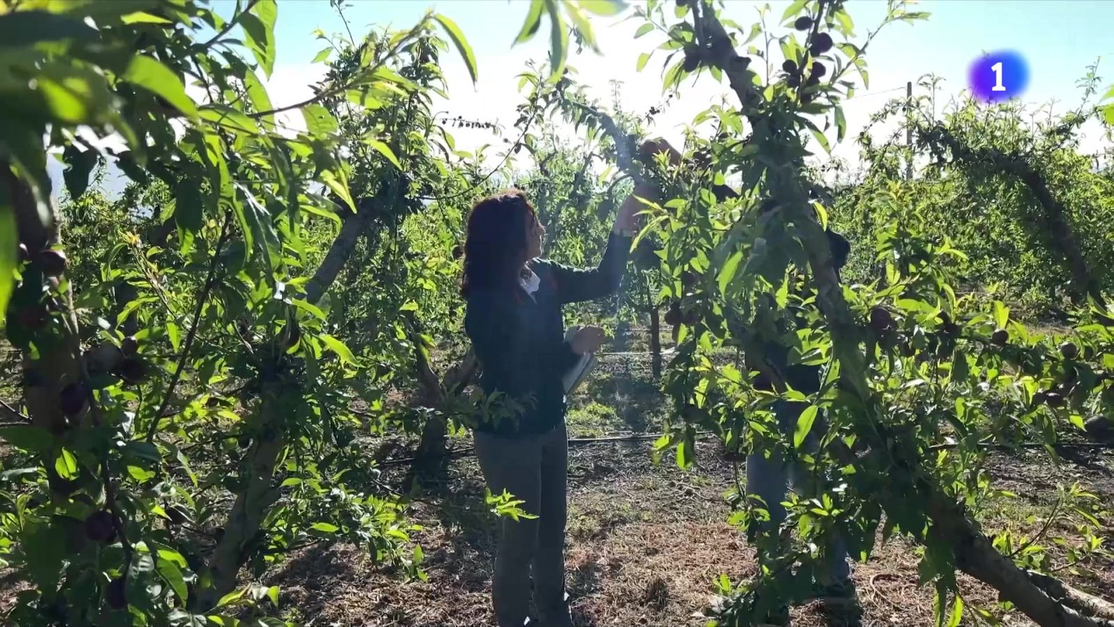 10.000 hectàrees podrien veure's afectades per la pedregada a Ponent - L'Informatiu | Veure