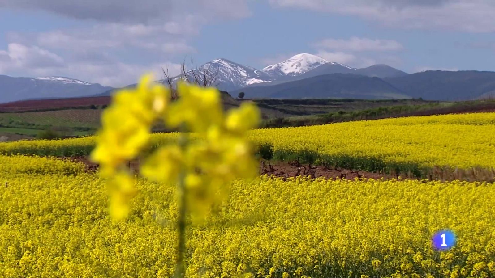 Informativo Telerioja - 24-04-2024 | Ver