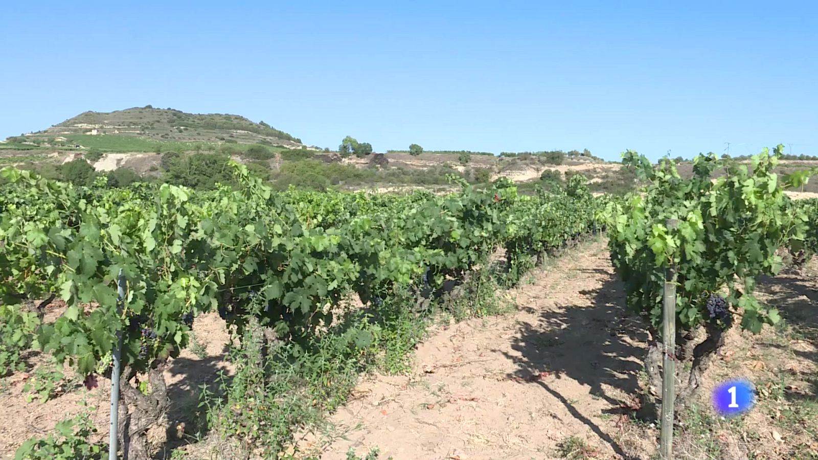 Informativo Telerioja 2 - 24-04-2025 | Ver