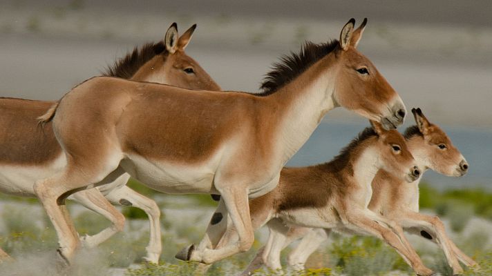 En la naturaleza india - Rajan, un mono en una misión