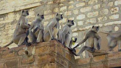 Monos del templo en fuga
