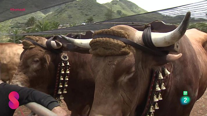 Somos 8 - Somos 8 - 25/04/2025