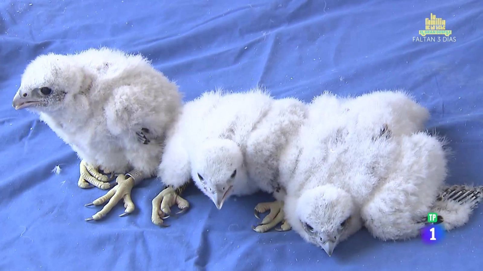 Halcones vulnerables - Aquí la Tierra | Ver