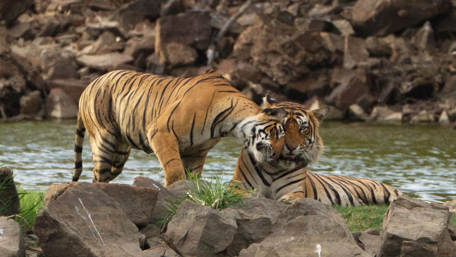 En la naturaleza India - Episodio 5: Nagaina, Reina de reyes - ver ahora