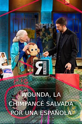 Wounda, la chimpancé salvada por una española