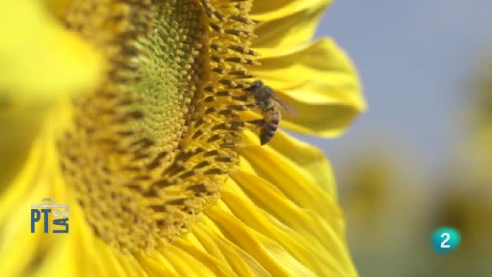 Las abejas. Evelyn Segura, bióloga - Para todos La 2 | Ver