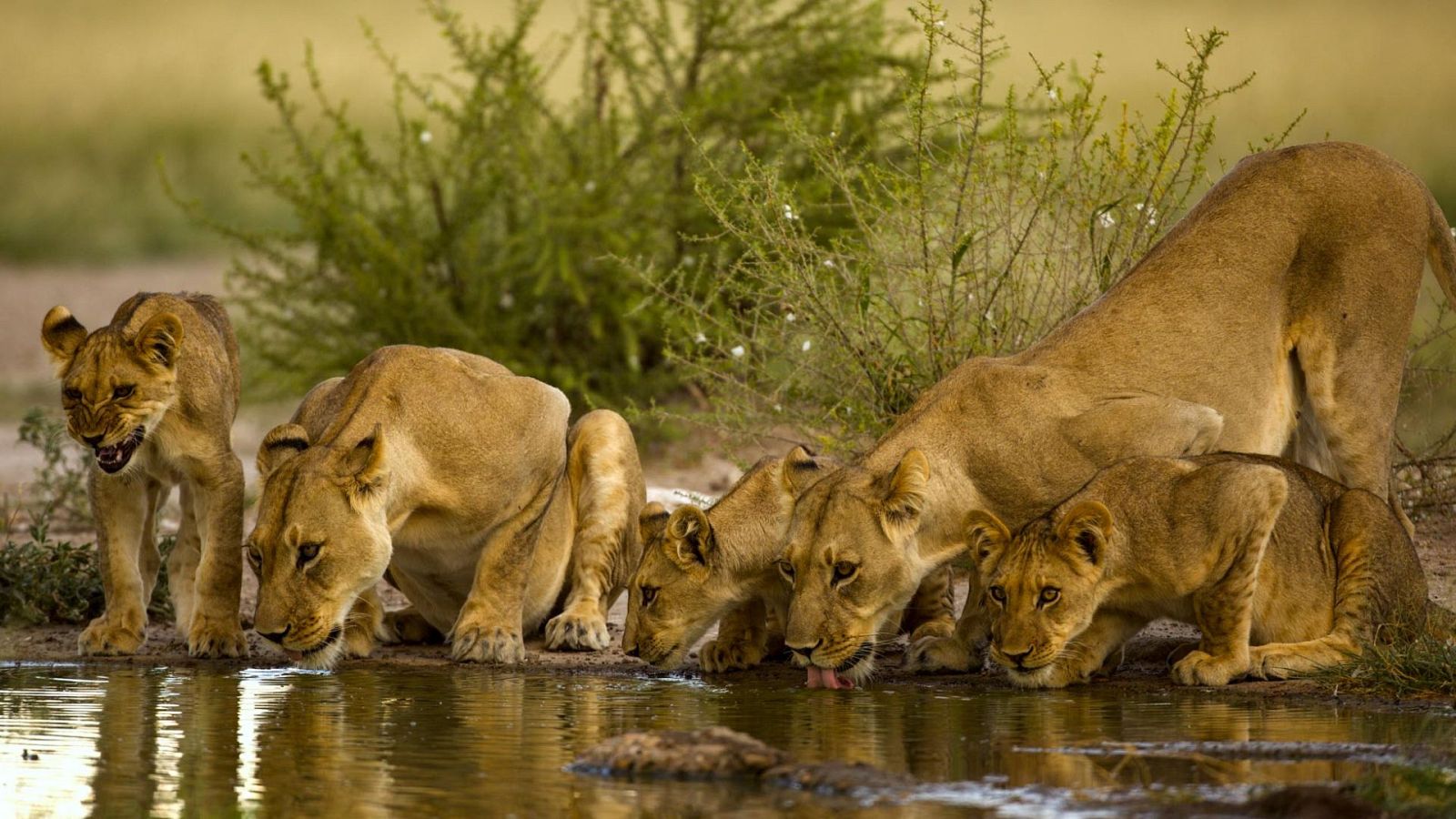 Pambara - Primera parte - ver ahora