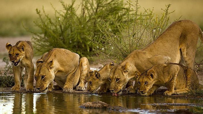 Pambara - Primera parte