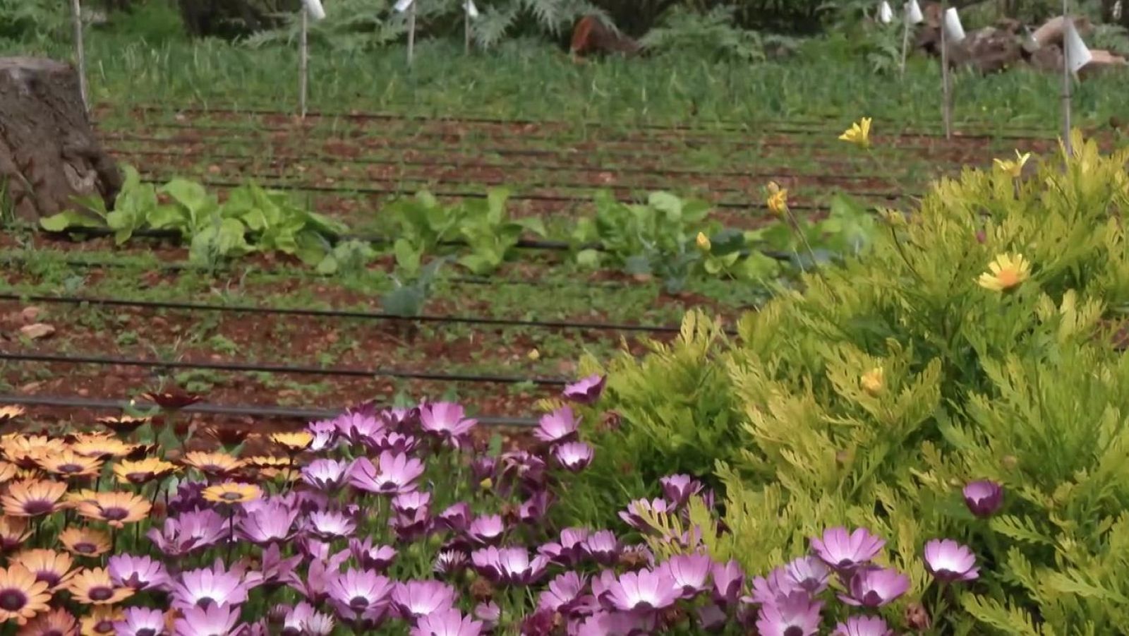 Tutorial de payeses para cultivar lechugas - Aquí la Tierra | Ver