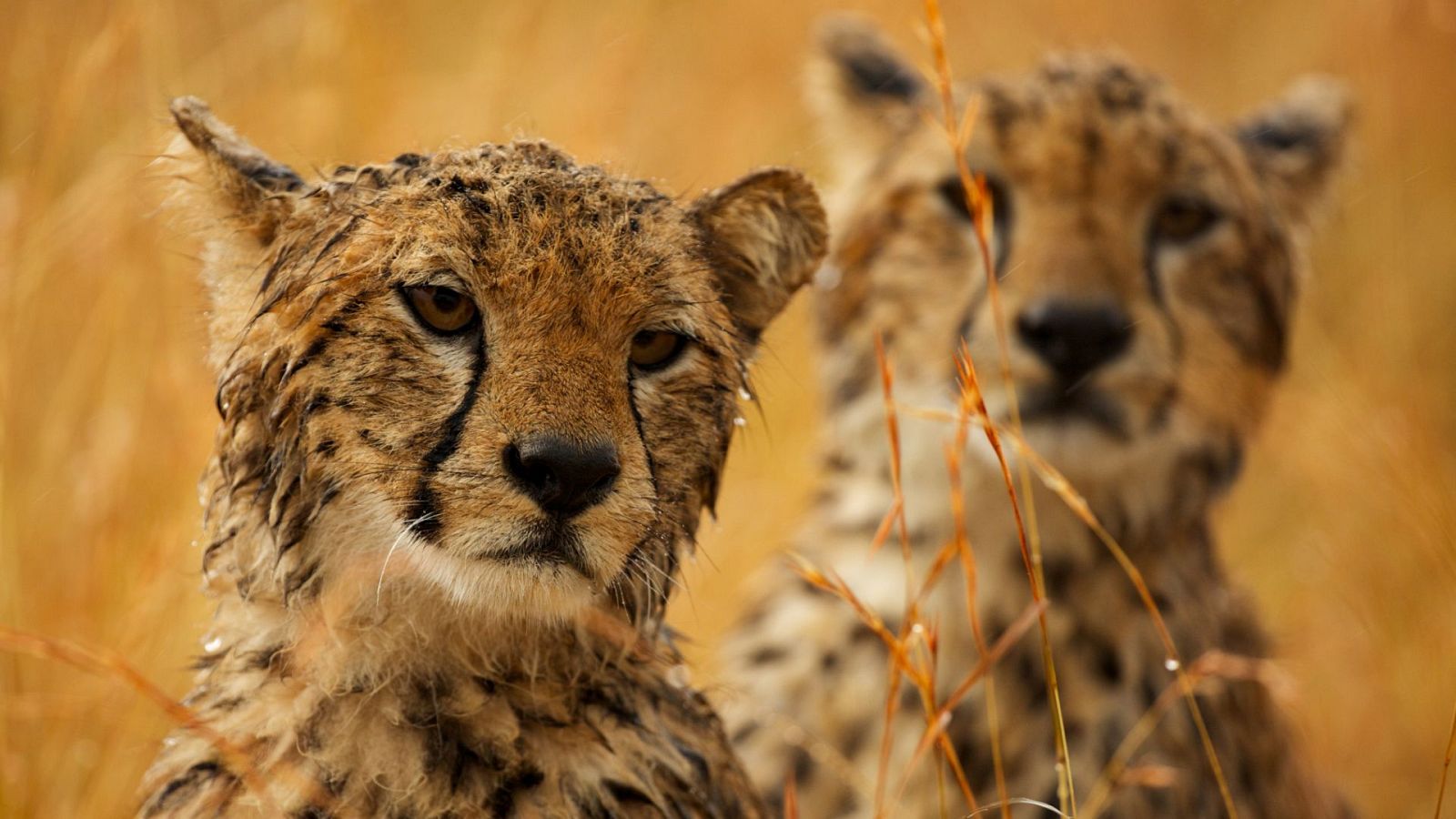 Pambara - Segunda parte - ver ahora
