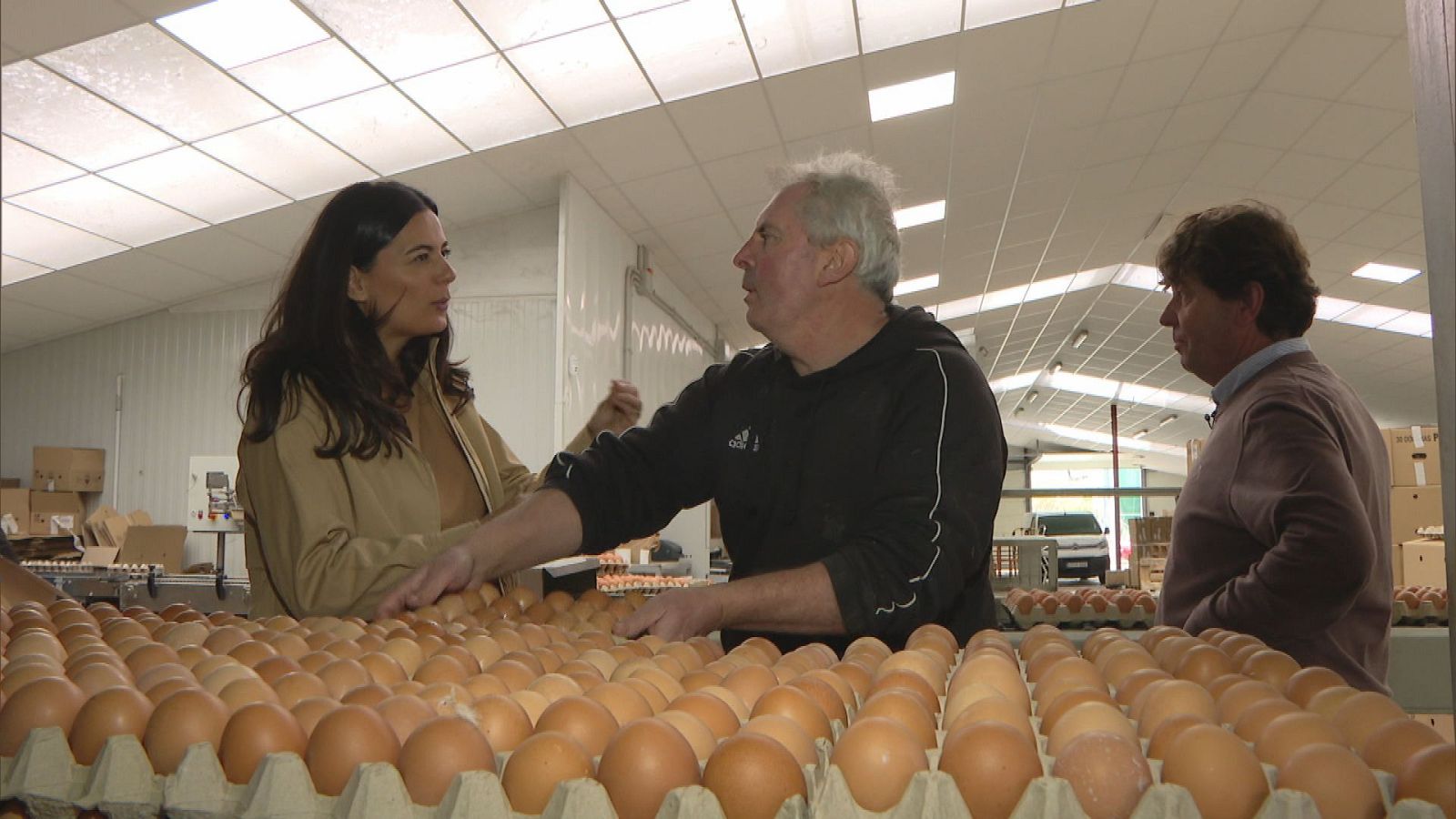 Comando actualidad - Faltan huevos - ver ahora