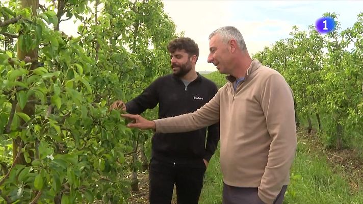 L'Informatiu - Preocupació entre la pagesia per la nova pedregada al Segrià