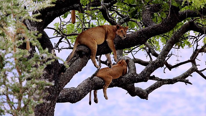 La vida en el reino animal - Los grandes felinos