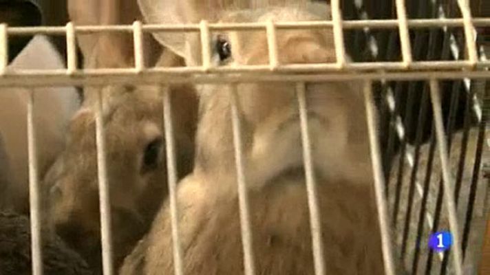 Comando Actualidad - Comando Actualidad - Tirando los precios - Crisis en las granjas de conejos